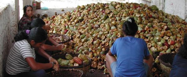 Femmes ouvrant des cabosses de cacao (Vietnam) © E. Cros, Cirad